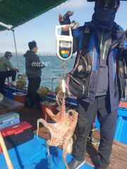 대물 돌문어 오늘도 준수한 조황입니다