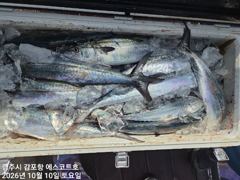 첫캐스팅에 1,2kg대물이 짜잔~~내일도 주간 대삼치및방어 야간 무늬오징어 예약중입니다 사진