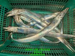 [여수 마린피싱] 왔죠~~왔죠!!! 갈치 왔죠!!! 얼음없이~~ 두쿨러!!! 잡으신분 ㅊㅊㅊ!!!!! 씨알이 굳~!!!!! 쿨러가 꽉~!!!! 010-6683-4490