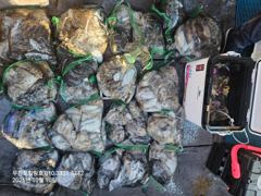 힐링호 주꾸미 조황입니다!