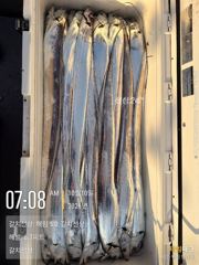 오늘 갈치 만쿨 조황입니다 사진