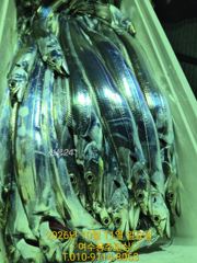 여수시미터피싱ㅡ10월11일 갈치 출조 모집 사진