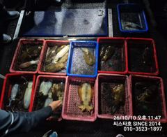 씨스타호 10일 무늬 상황~