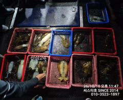 [경주] 씨스타호 10일 무늬 상황입니다
