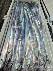 통영뉴명성호))먼바다대갈치 출조황입니다오늘자리여유있습니다