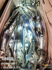 [진해] 10월 11일 입항 먼바다텐빈 조황