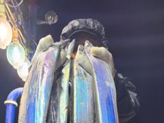 진도제이제이 10월10일 용가리급 대히 조황입니다 사진