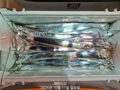 내만갈치 11일입항 쉴시간이없어요 던지면 물거든요 오늘예약가능합니다