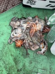 10월 10일 여수 오디세이호 문어낚시 조황입니다