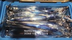 준내만 텐빈 은빛 갈치 3지급 느나느나 조황 오늘 무조건 출항 자리여유