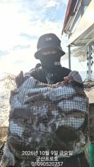 군산 프로호 10월9일 갑오징어 조황입니다, 내일 정상출항합니다! 사진