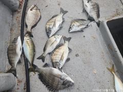 4짜 이상 감성동 조황 입니다!!내일도 출조하여 예약 가능 사진