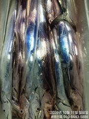 [진해] (갈치)초~대박 만쿨행진 전원 3지4지 퍼 담고~해신호(12일 … 사진