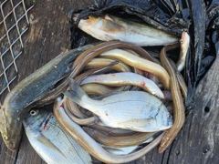 거제 ( 어구 일성호 ) 감성돔 도다리 기타 ! 전마선 조황 사진