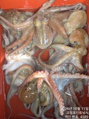 [진해] ~~*11일 굵직한돌문어 키로급 중치급 제법많이 잡고~~(예약가… 사진