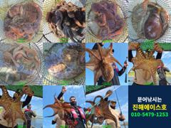 [진해] 문어 1600짜리 연속대물 출현! 사이즈도 마리수도 묵직한 하… 사진