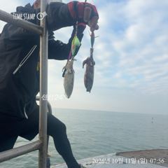 엄청 달라붙는 오징어들...
