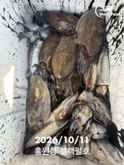 10/11 홍원항 블랙펄호 쭈꾸미,갑오징어.... 손님고기 문어...