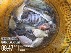 감성돔 어초흘림~ (실시간) 감성돔 외 돔들 쏟아지는 폭풍 입질 현장