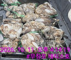 [먹물조황] 10/11 쭈꾸미 갑오징어 조황
