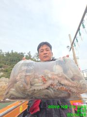 10.11 사리에 문어조황 사진