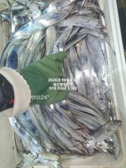 내만갈치)연속적으로 퍼담습니다~호조황 이어갑니다~예약중
