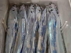 아이비호/대갈치 쿨러가득!!멋진손맛!!평일황제낚시!!예보좋은 수요일부터 쭉~~가을바다 나들이 오세요!!