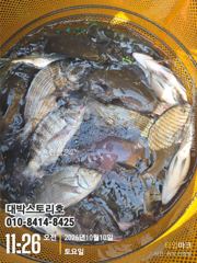[통영] 감성돔 어초흘림~ • 감성돔을 중심으로 돌돔(뺀찌), 참돔, 농… 사진