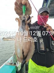 12일, 군산은 갑오징어 천국~싸이즈 굿~오늘도 굿~실시간~~군산낚시프라자 나드리호 사진