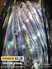 물오른 준내만조황! 잘나올때 고고하세요! 예약가능! 전화주세요~ 사진
