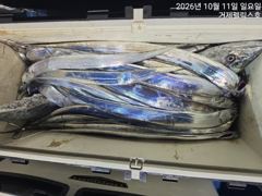 거제펠릭스호]갈치텐야,텐빈,지깅 대박조황!! 사진
