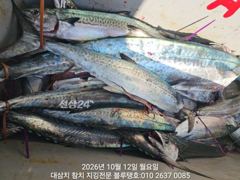 [경주] 12/월, 오전타임ㅡ대삼치들, 중방어들, 그리고 고시삼치들 여전… 사진