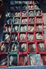 [진해] 진해 무늬팁런 장원 20수 연일 꾸준한조황 손맛굿 사진