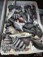 [통영] 감성돔흘림~ 너도나도 히트! 감성돔부터 농어, 벵에돔까지 종합 … 사진