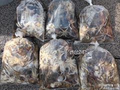 사천피싱스타 주꾸미 조황입니다 목요일 부터 자리여유 사진