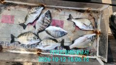 [부산] 가덕천성진양 감성돔 좌대조황 261012 월