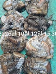 12일, 군산은 갑오징어 천국~싸이즈 굿~8분 굿조황~내일도 갑니다~군산낚시프라자 나드리호