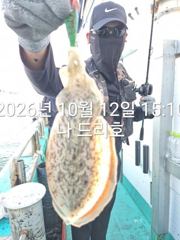 12일, 군산은 갑오징어 천국~싸이즈 굿~8분 굿조황~내일도 갑니다~군산낚시프라자 나드리호 사진