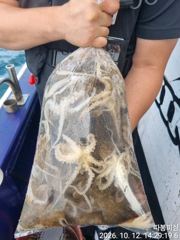 [사천] 12일 왕쭈꾸미 조항 좋아좋아 따봉 ~14일 수욜 예약가능 합… 사진