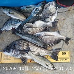 [사천] 삼천포 내만권 감성돔 사진
