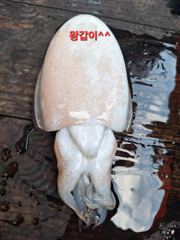 2026.10.12.(월).* 영흥도 나이스호 * 갑오징어 출조 조황 * 사진