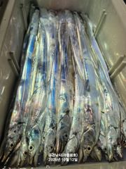 외줄갈치 터졌다 알찌부터 ~4지까지 ~수요일부터 예약가능 사진