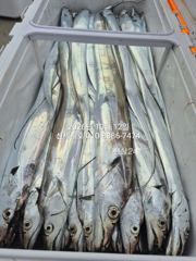 10월12일 철수 통영갈치낚시 신세계호 조황정보 사진