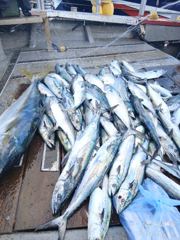 12일 1시출조 4시입항...쿨러가 차고 넘쳐~~선장님 그만 입항하시죠 (13일 오전6시 출조모집, 오후1시 출조확정) 사진