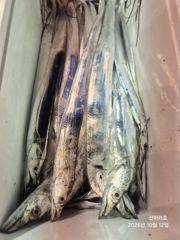 11일 신아라호 준내만 갈치텐빈 조황 사진
