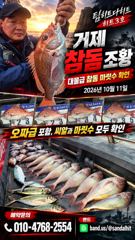 10.12 [경주] (씨스타호) 매일 쿨러 가득! 경주 삼치&방어 어군이 어마어마합니다 사진