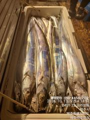 !!!제주 백호피싱!!! 10월 11~12일 야간갈치 조황 사진