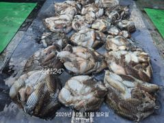 10월13일 화요일 갑오징어 출조:예약가능합니다 사진