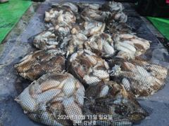 10월13일 화요일 갑오징어 출조 (예약가능) 사진