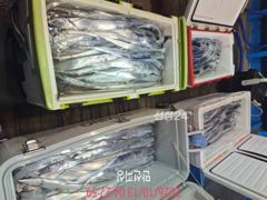 [통영] [통영만선피싱] 갈치다녀왔습니다^^ 씨알도, 마릿수도 굿!! 씨… 사진